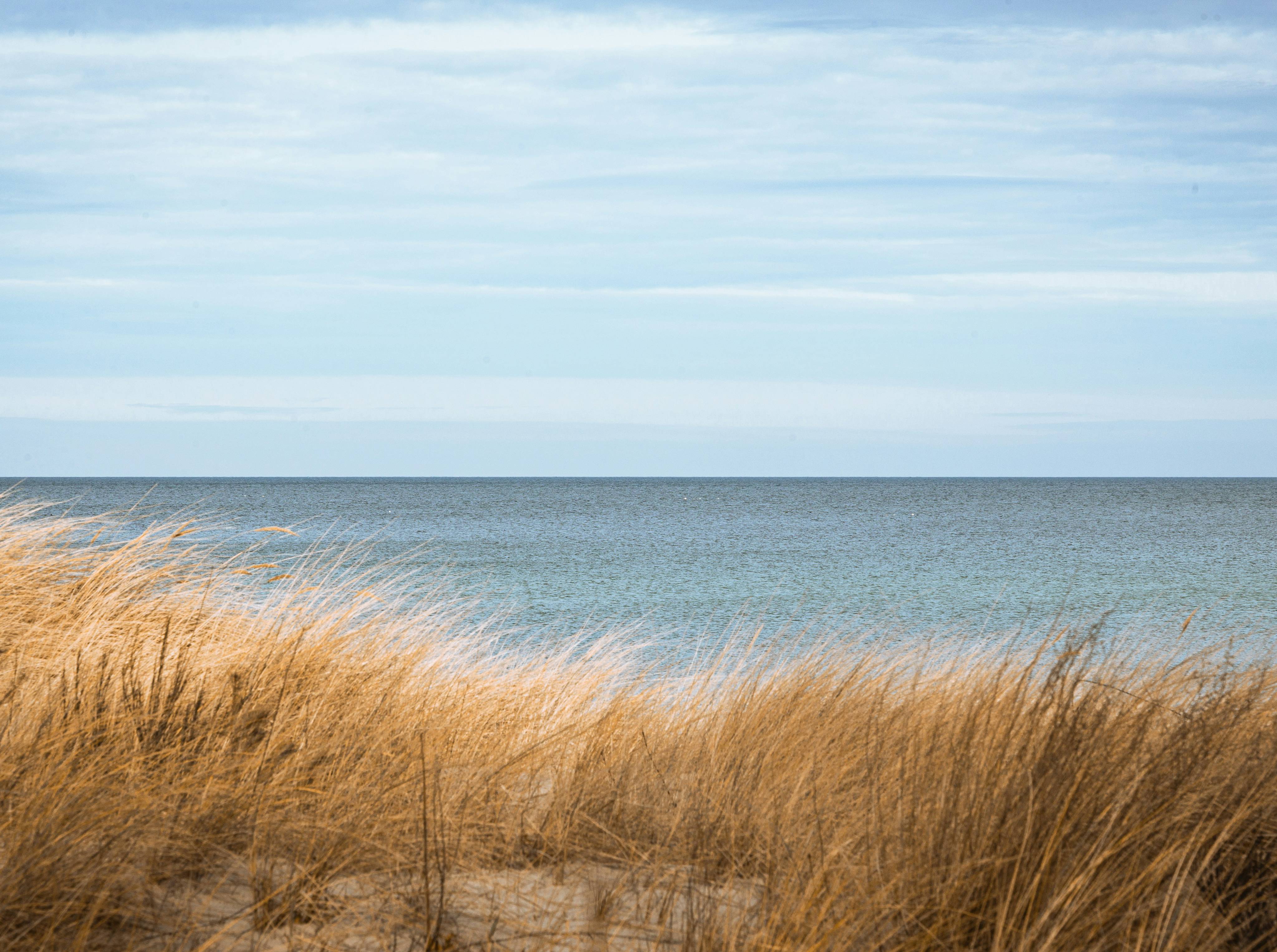 Schilf am Ostseestrand