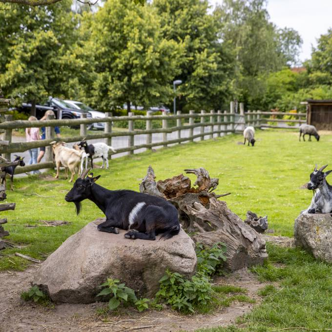 Bernsteinland Hirschburg - Vinetahotel