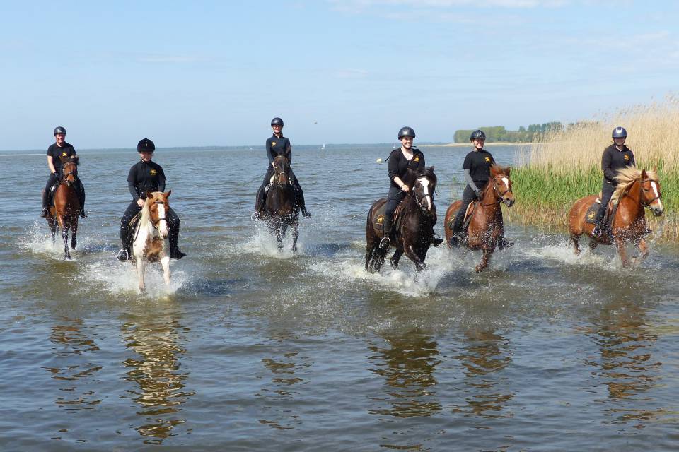 Ausritt mit Pferden in der Ostsee