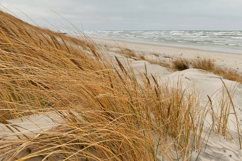 Schilf am Strand der Ostsee