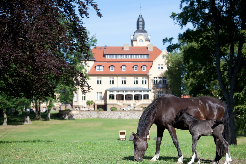 Absolut einzigartig: Das Bernsteinschloss Wendorf - Vinetahotel