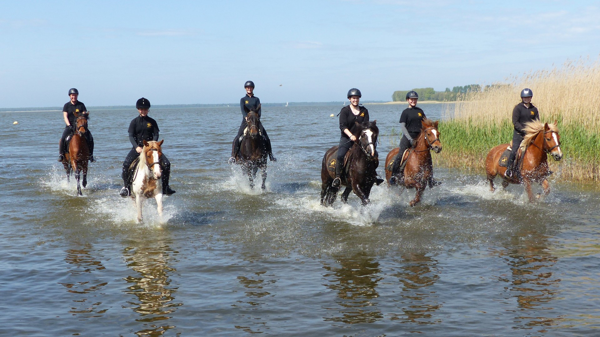 Ausritt mit Pferden in der Ostsee