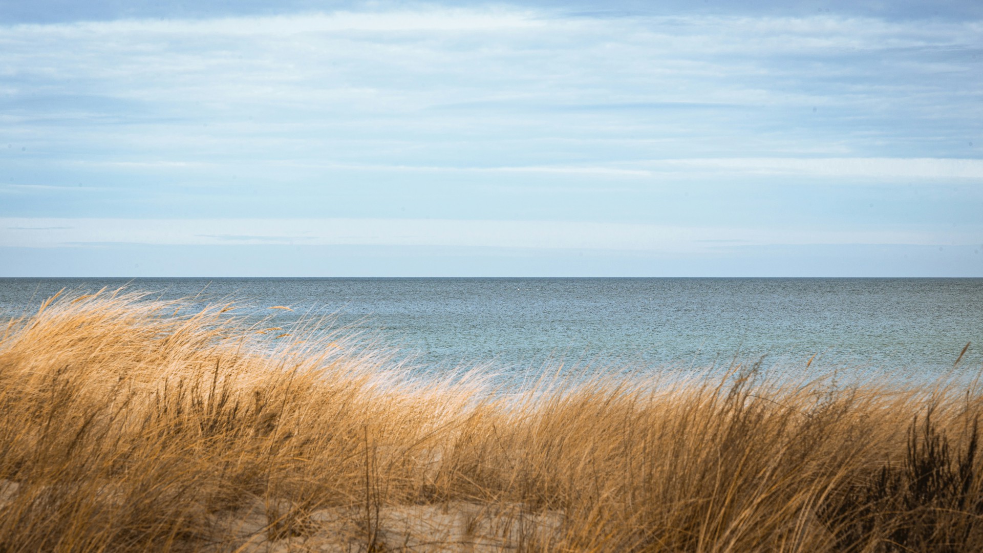Schilf am Ostseestrand