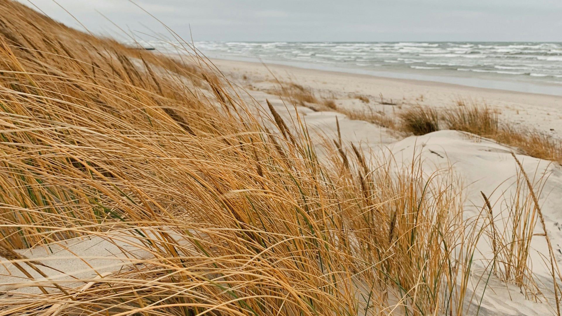 Schilf am Strand der Ostsee